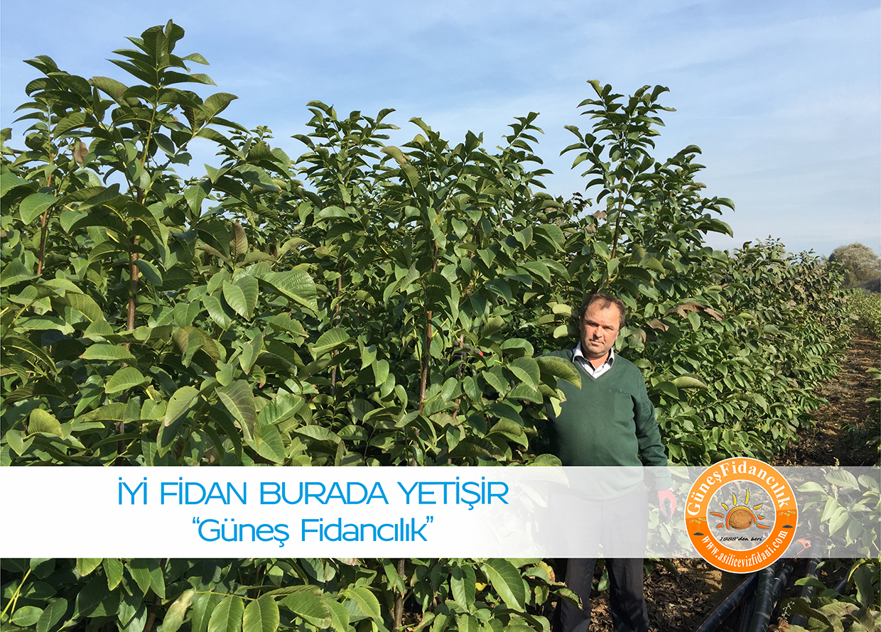 açık köklü bodur ceviz fidanları