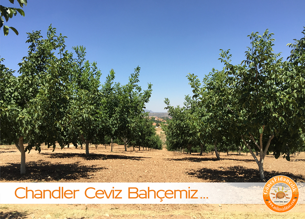 chandler bodur ceviz bahçesi